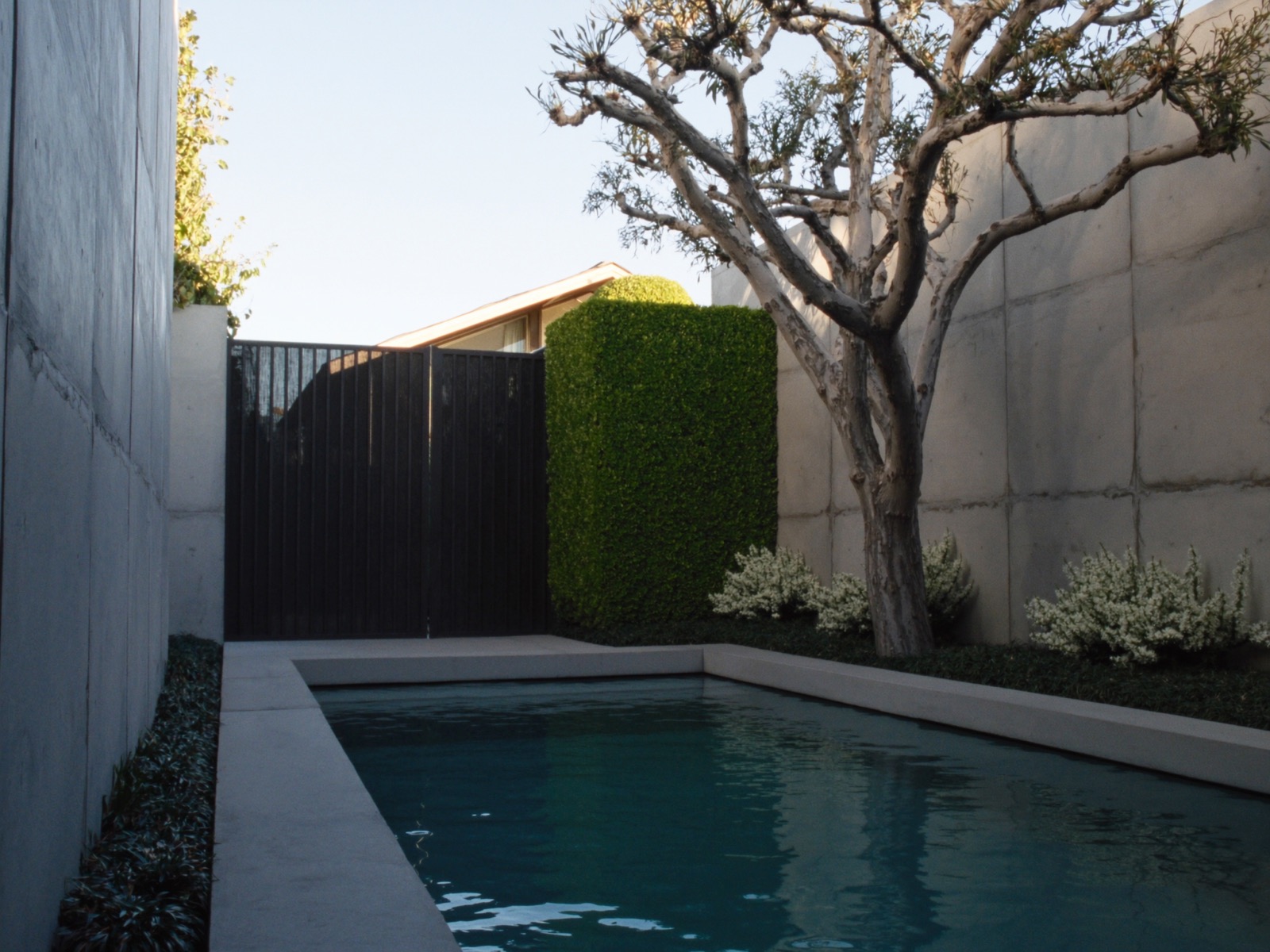 Modern courtyard pool, Colleyville, TX
